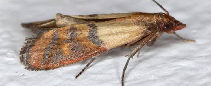 moth removal kellyville